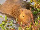 Capybara in the water.